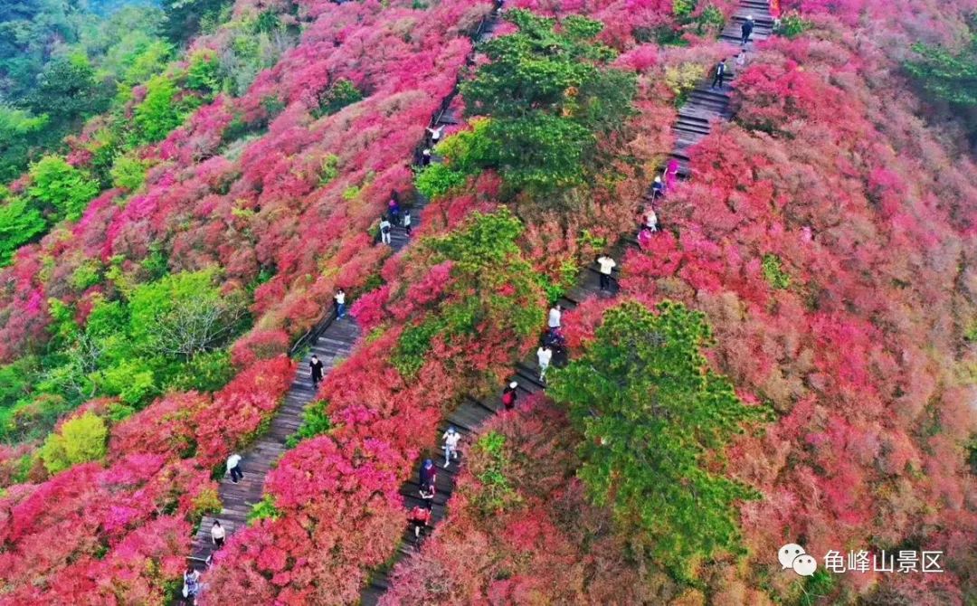 麻城龟峰山景区官方网站——中华长寿山,世界杜鹃园 !