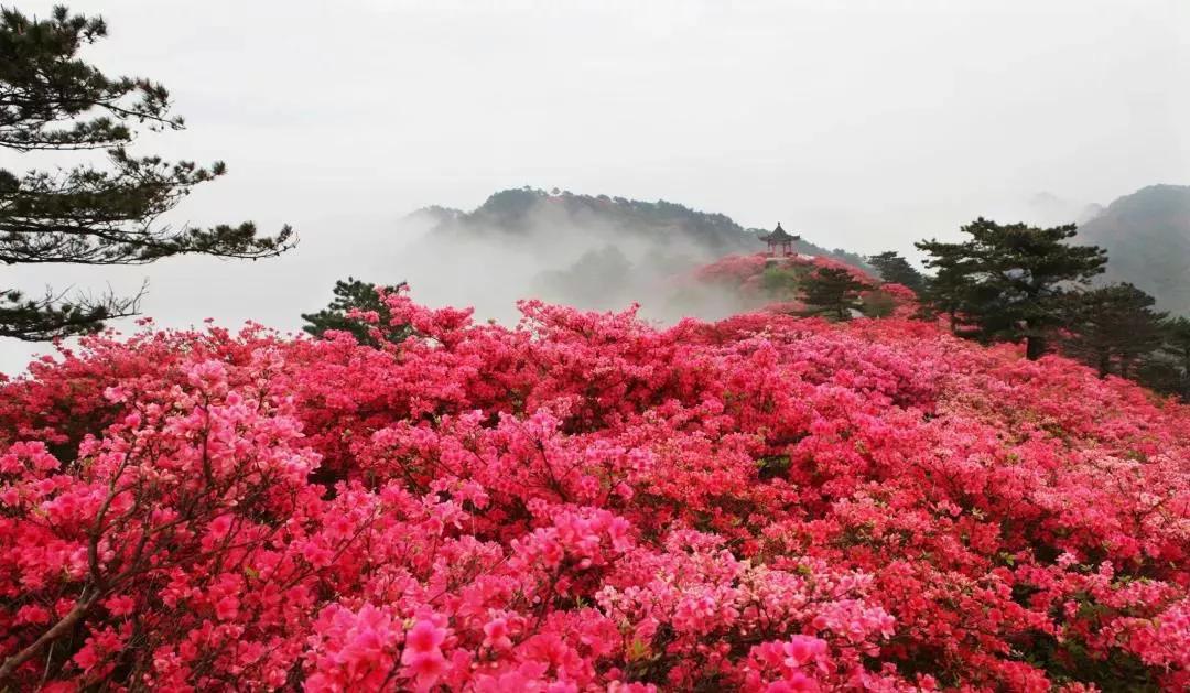 杜鹃花海