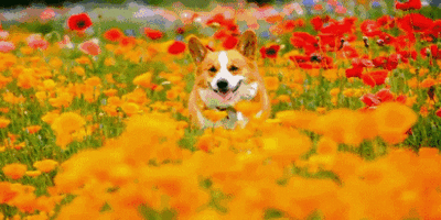 微信图片_20200429141943.gif