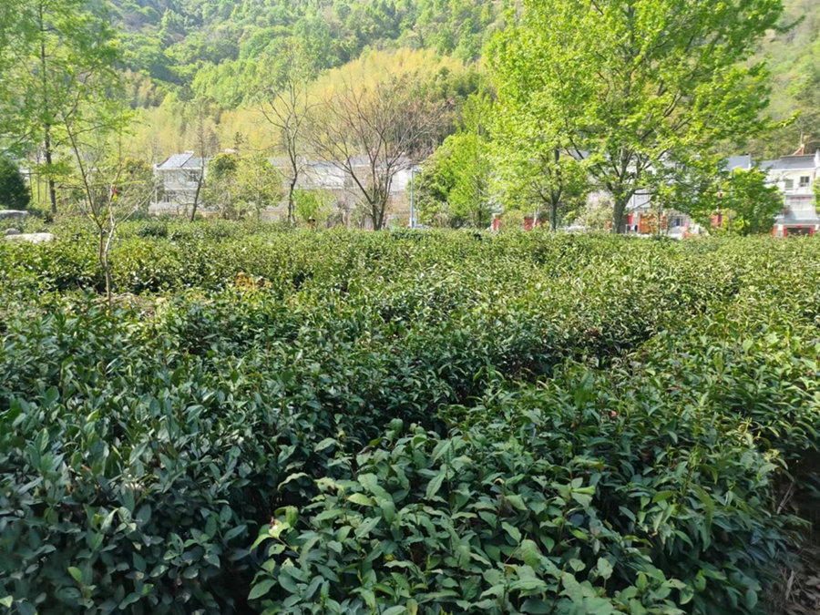 图片12_副本_副本.png