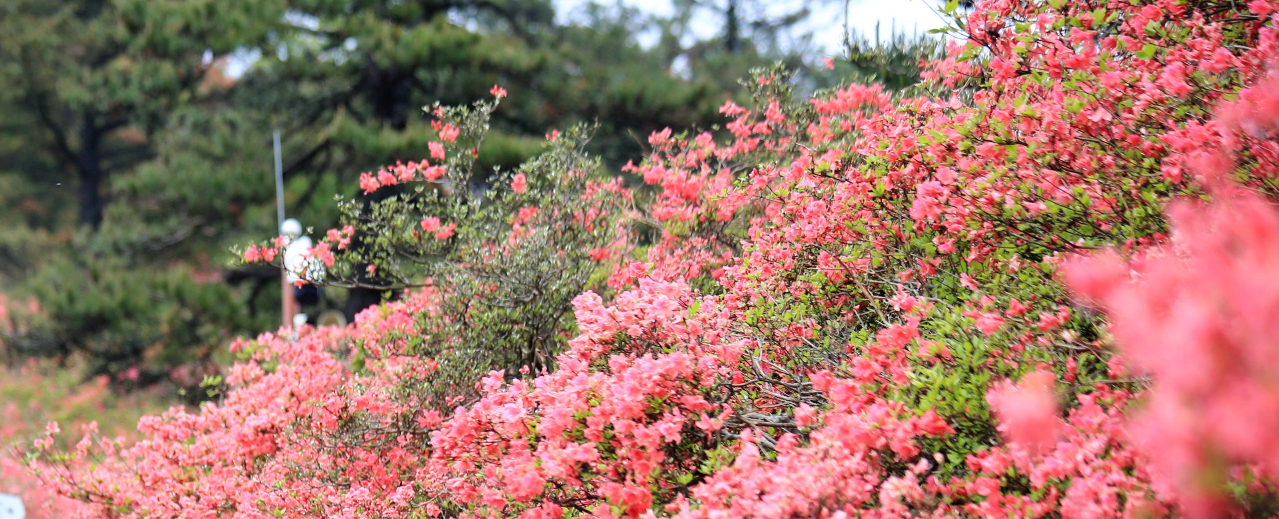 杜鹃花海志愿“红'_副本.jpg