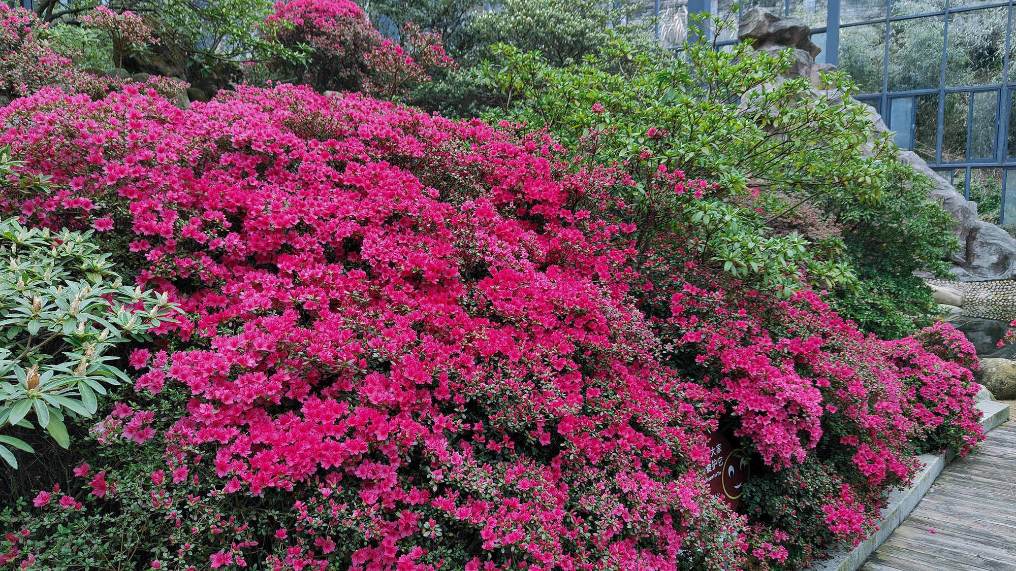 The azaleas bloom, beautiful as a fairyland! Come and check in at the Dujuan Expo Park in Guifeng Mo