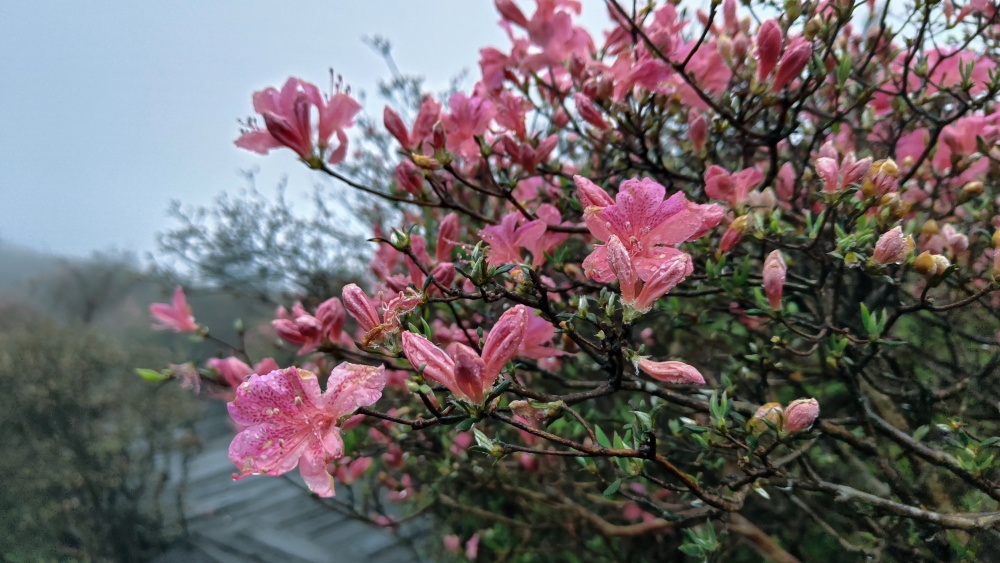 杜鹃花儿次第开，龟峰山上待君来｜今日杜鹃花海实拍！