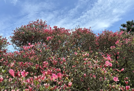 盛花期已到！龟峰山景区4月23日花海实况！