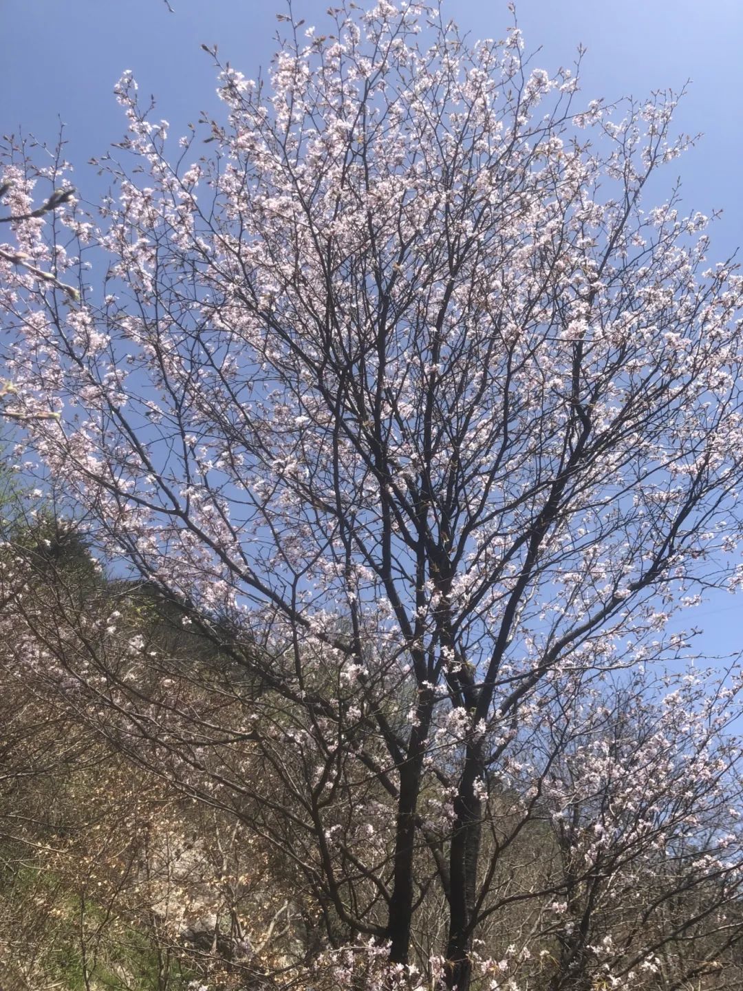 1709870172487995.jpg 1.jpg