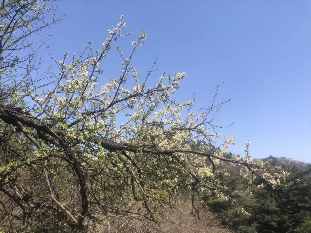 1709870184623955.jpg 3.jpg