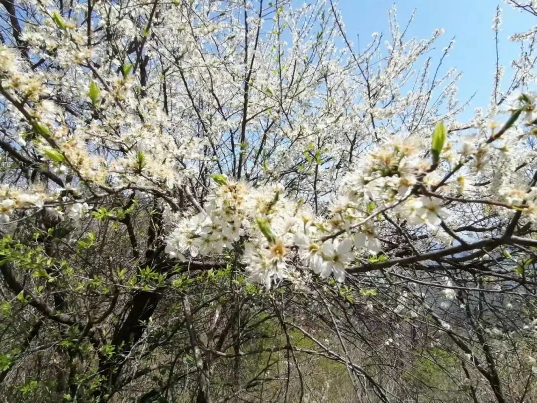 1709870190807297.jpg 4.jpg