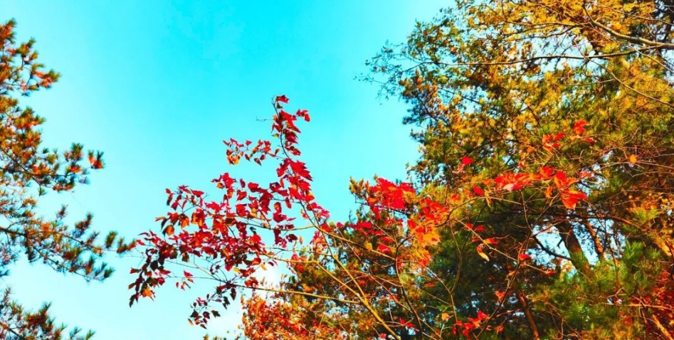 1730961301497503.png image.png