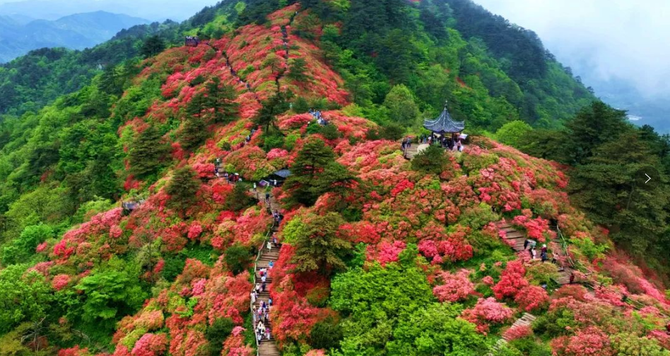 1737184712406516.png image.png